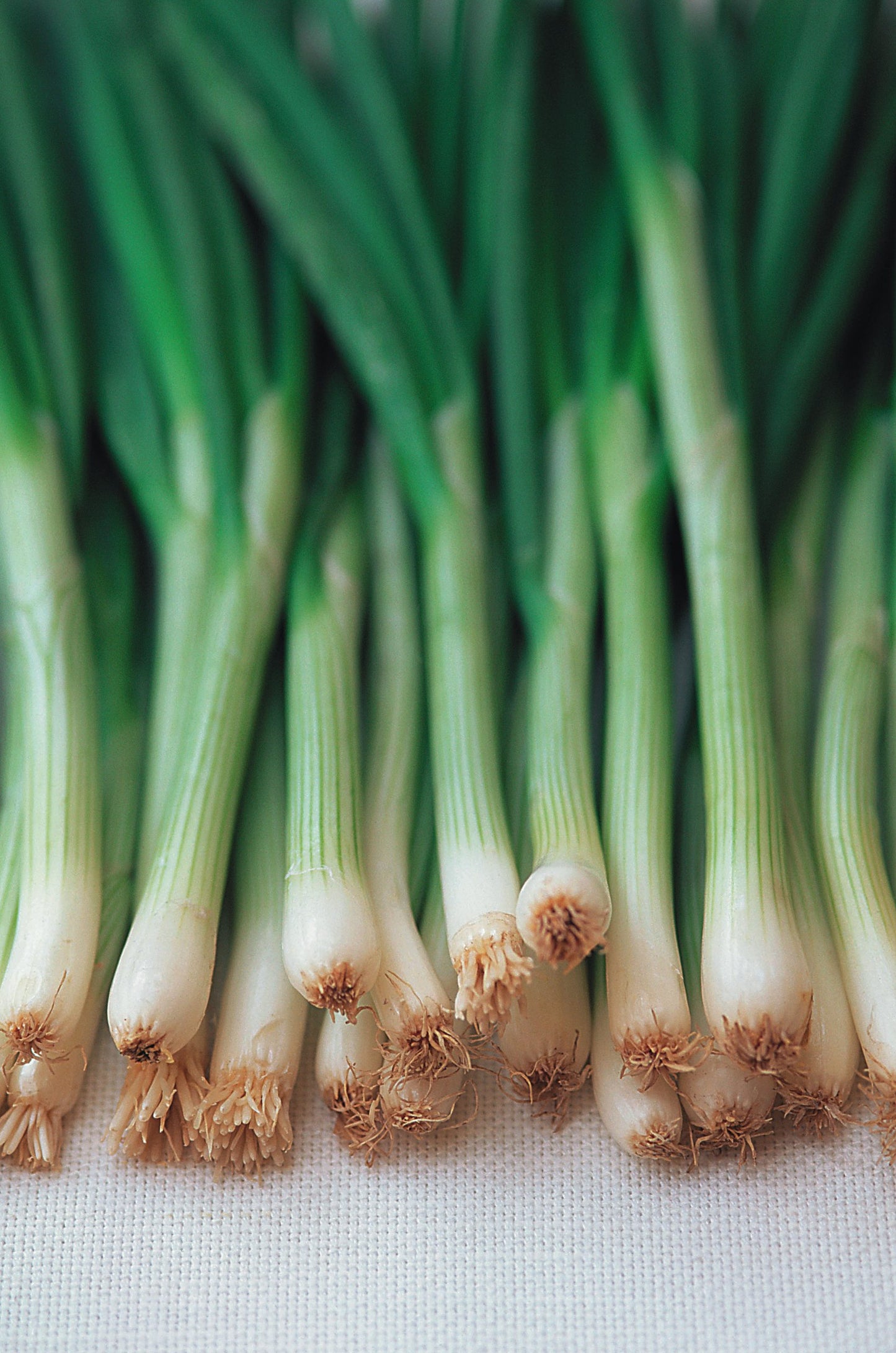 Spring Onion Ishikura Bunching