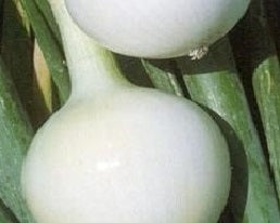 AUGUST ONIONS