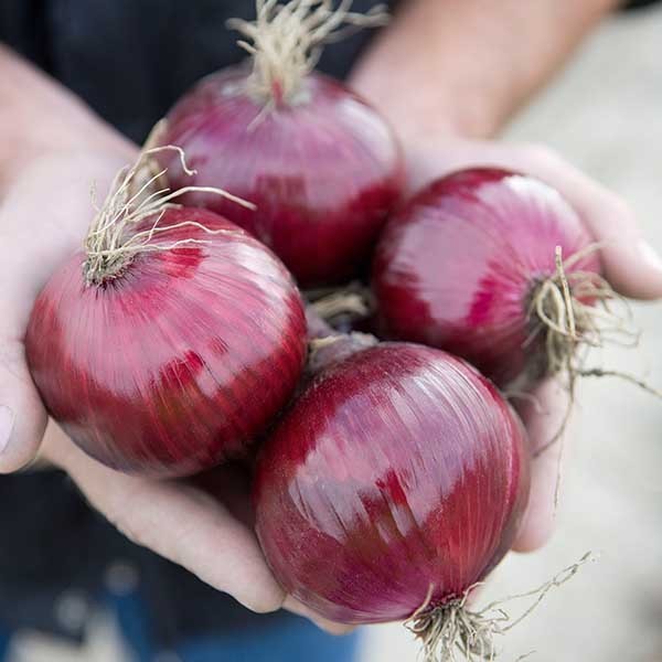 picture of Onion Red Tide F1 naturally nurtured seed