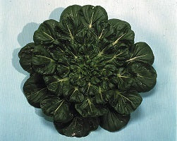 picture of Oriental Pak Choi Tatsoi Rosette naturally nurtured seed