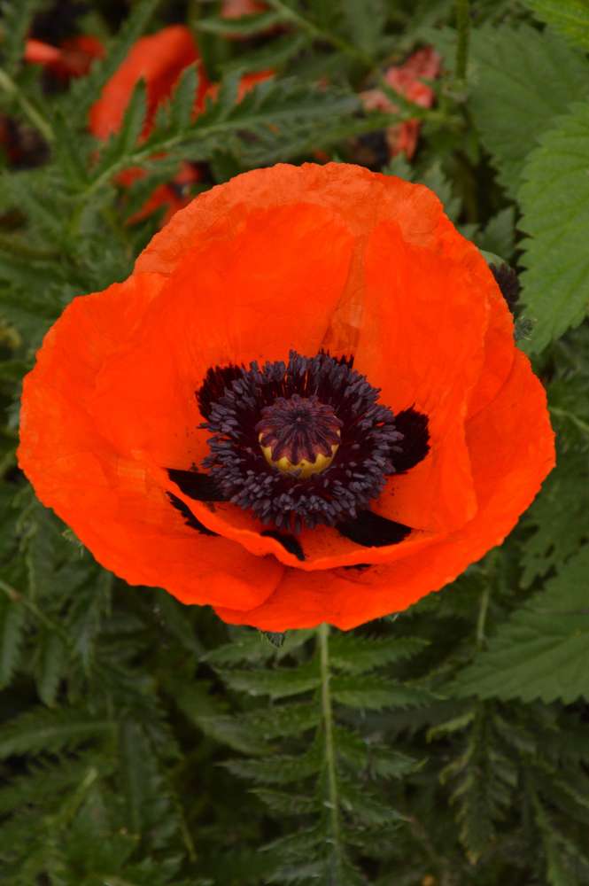 picture of Papaver Brilliant