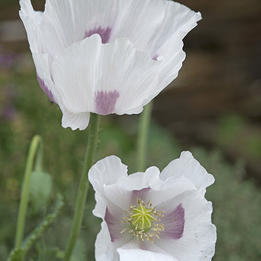 picture of Papaver Maanzaad