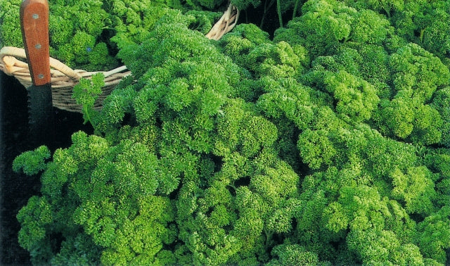 Parsley Bravour