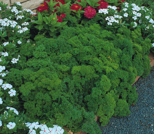 Parsley Extra Triple Curled