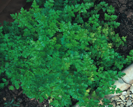 Parsley French Plain Leaf