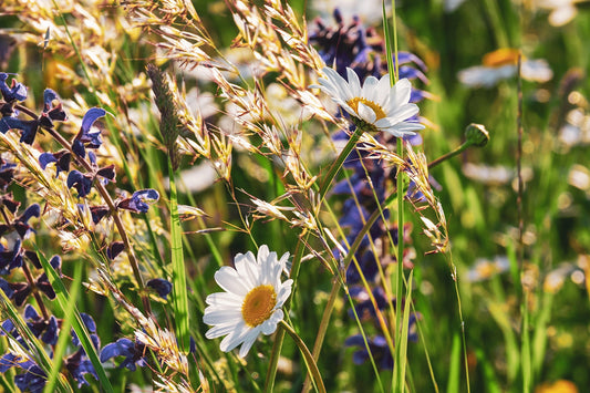 Summer Picking Flower Mix