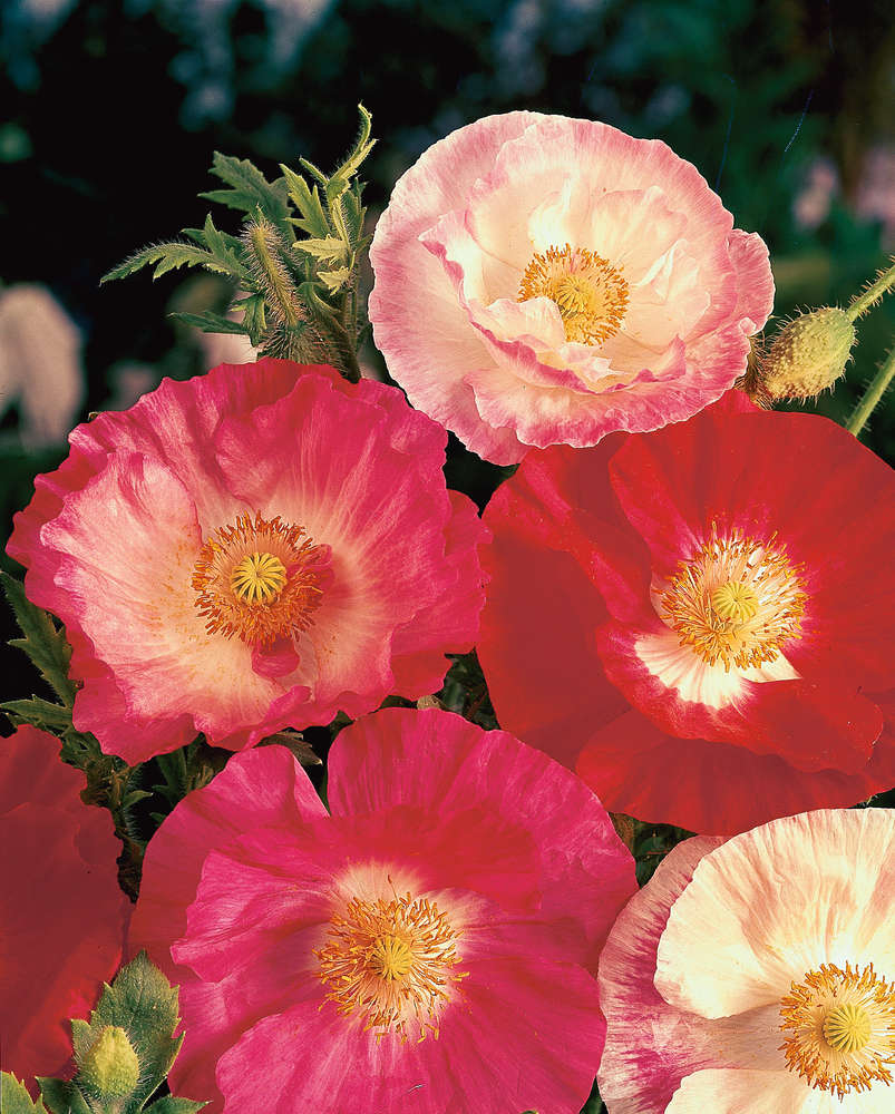 picture of Papaver Shirley Doubles