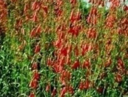 picture of Penstemon Jingle Bells