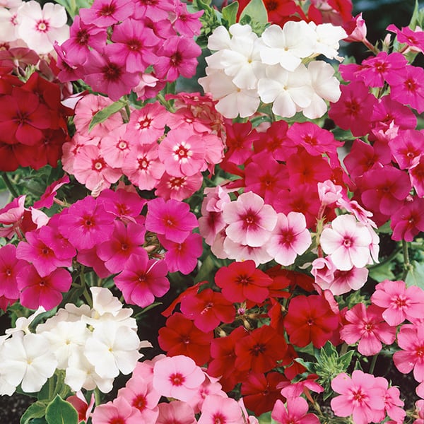 Phlox Grandiflora Tall Mixed