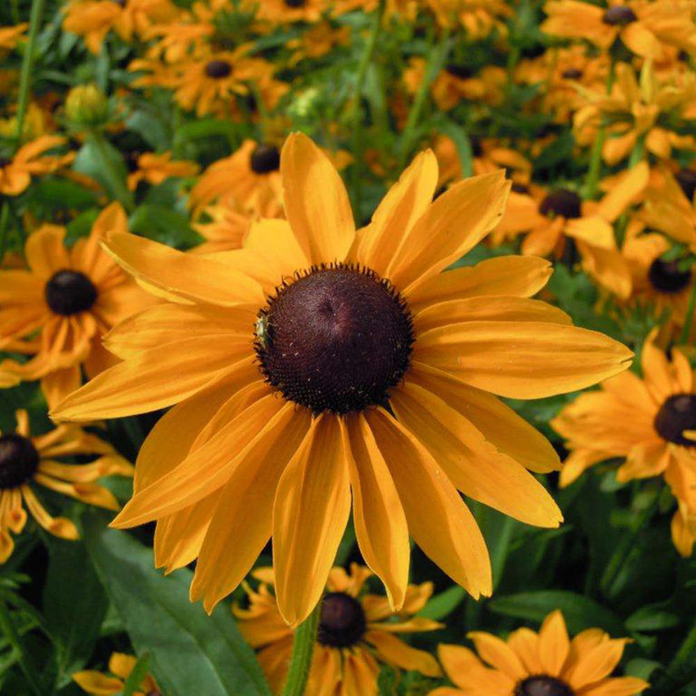 picture of Rudbeckia Marmalade