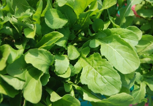 Rocket Rucola Coltivata