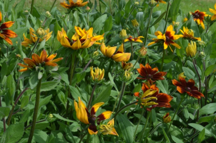 Rudbeckia Sunhat