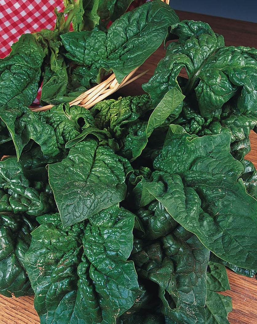 Spinach Giant Winter