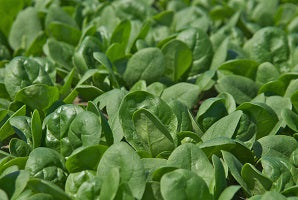 Spinach for Springtime