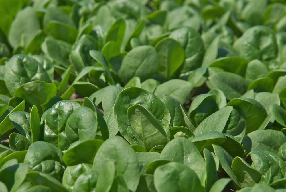 picture of Spinach Trombone F1