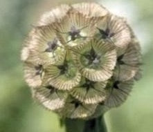 picture of Scabiosa Pingpong