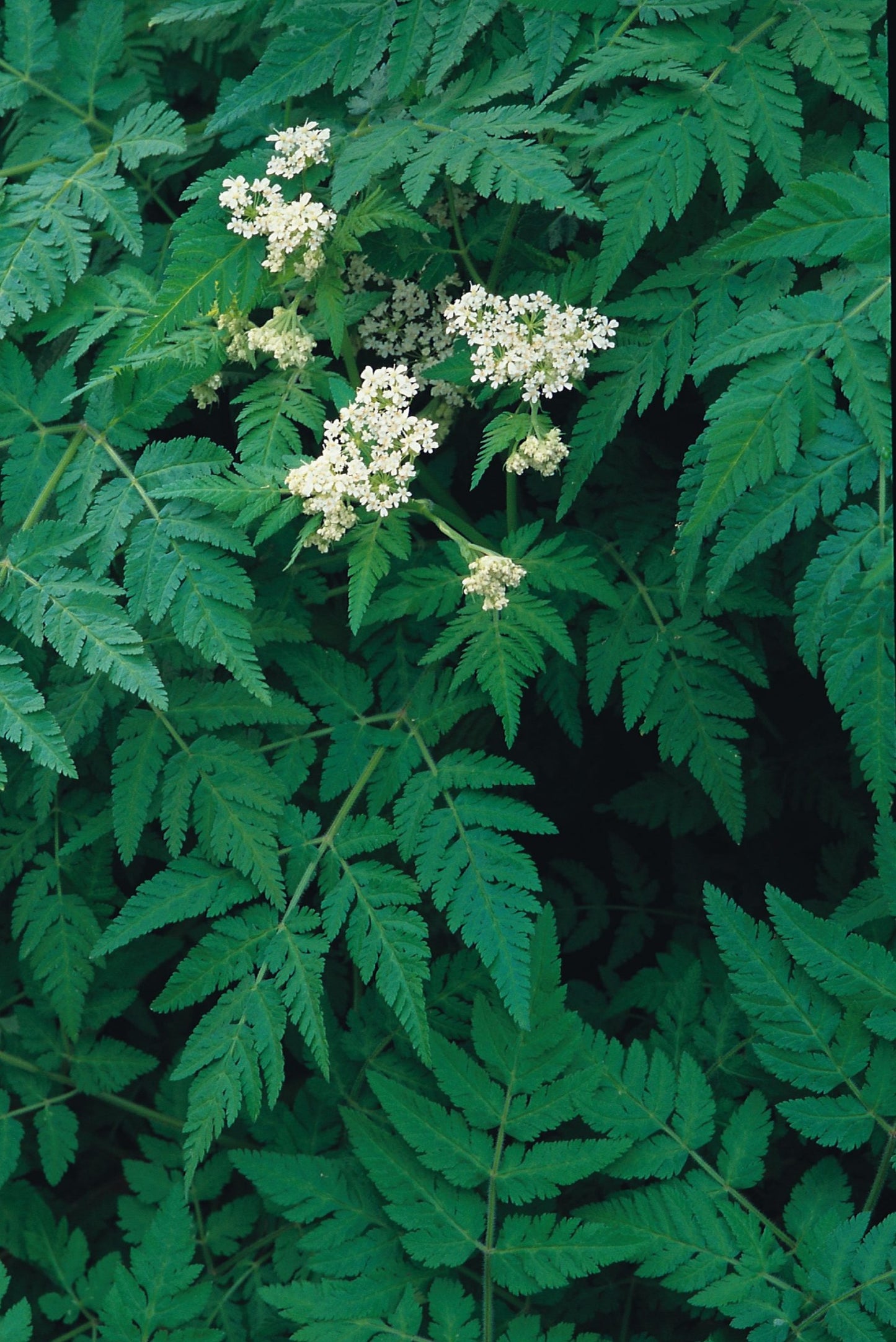 Sweet Cicely