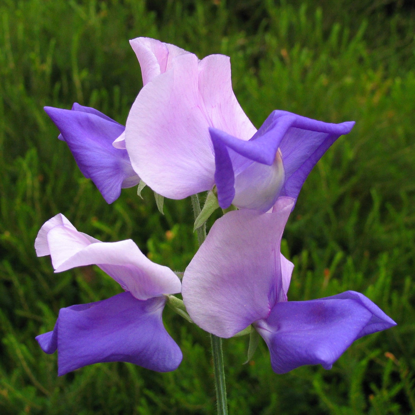 Sweet Pea Erewhon