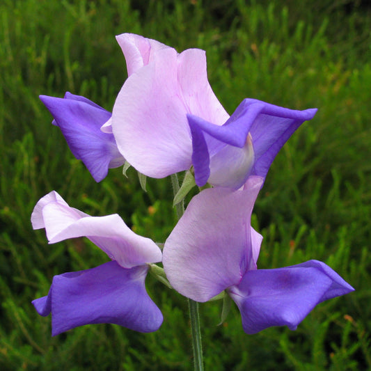 Sweet Pea Erewhon