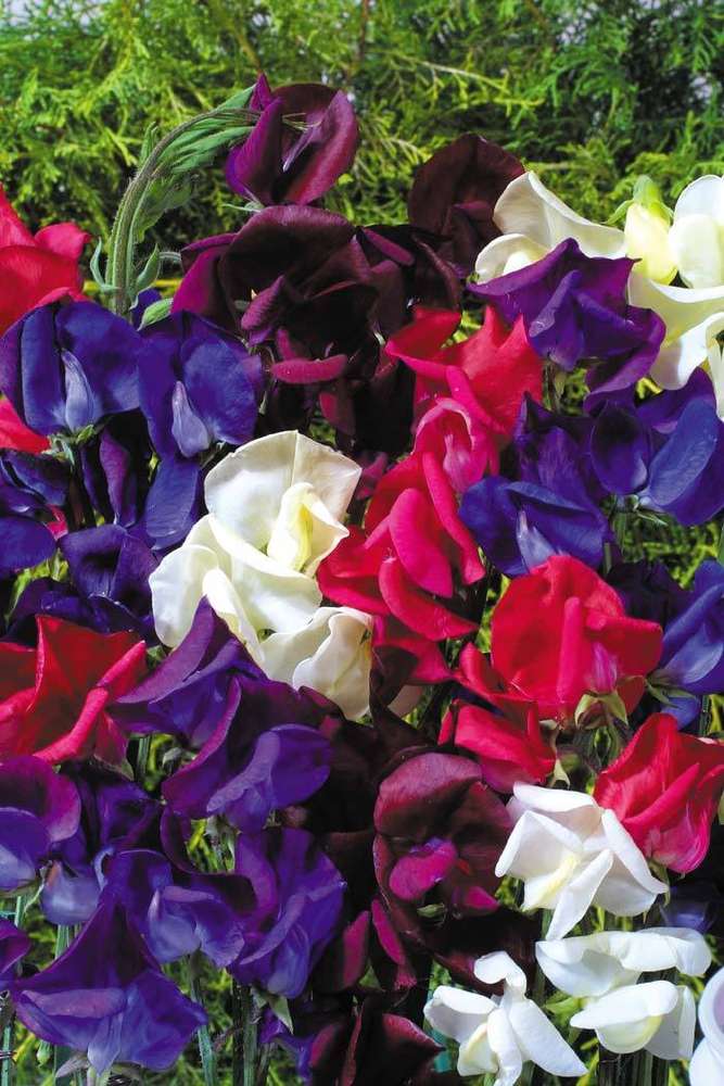 picture of Sweet Pea Starry Night