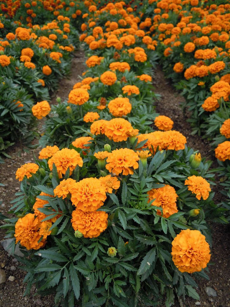 picture of Tagetes Tangerine