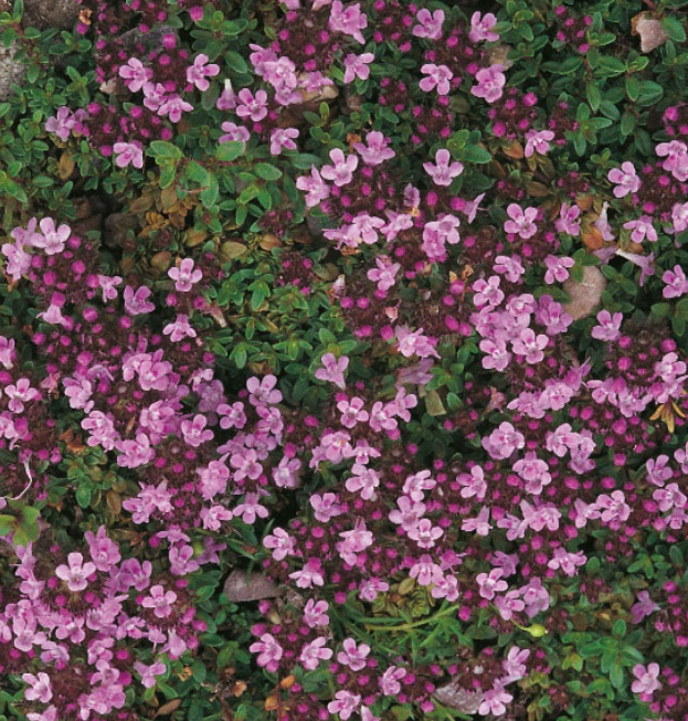 Thyme Creeping