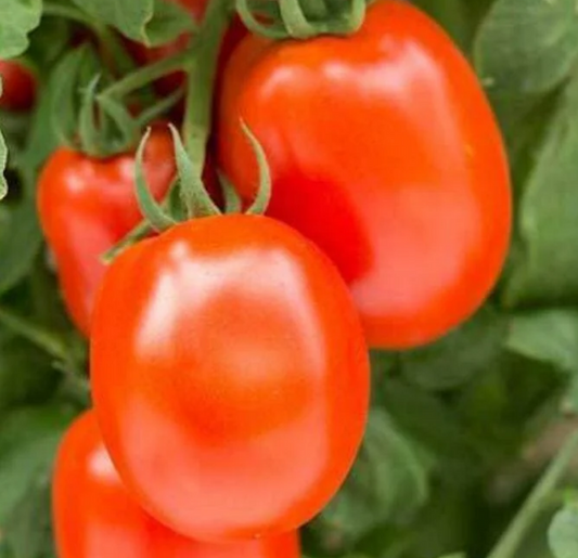 Tomato Roma