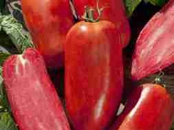 Tomato Bellandine F1