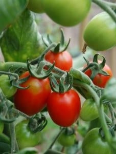 Tomato Principe Borghese