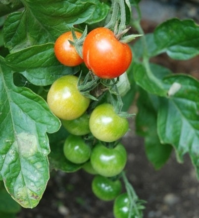 Tomato Zukertraube