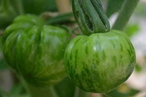 picture of Tomato Green Zebra