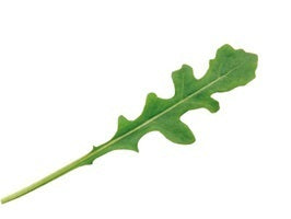 picture of Rocket Bellezia naturally nurtured seed