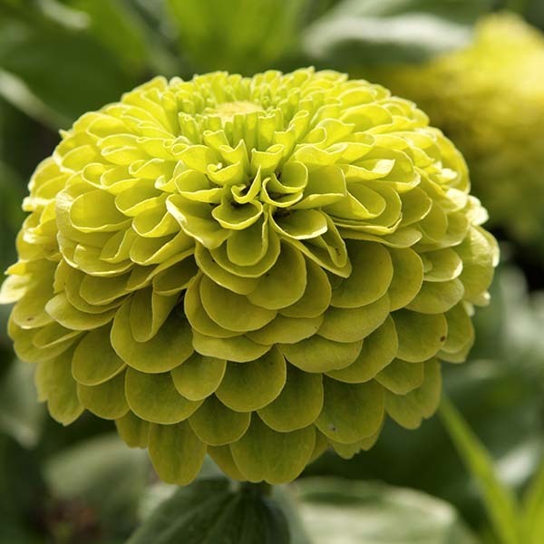 picture of Zinnia Envy