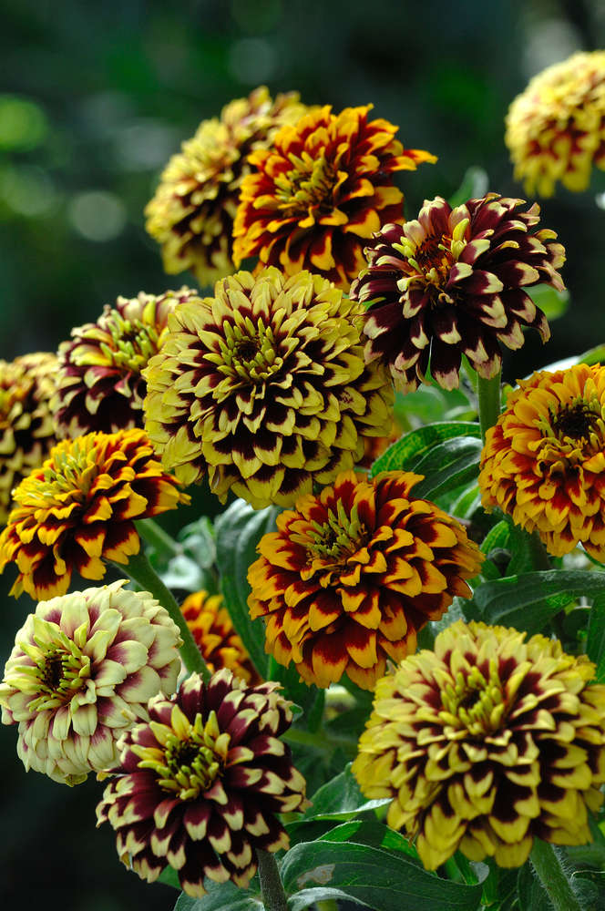 picture of Zinnia Jazzy
