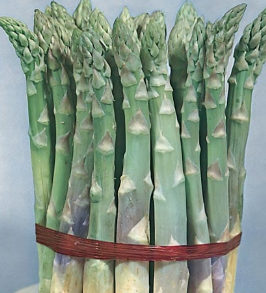 Asparagus Mary Washington