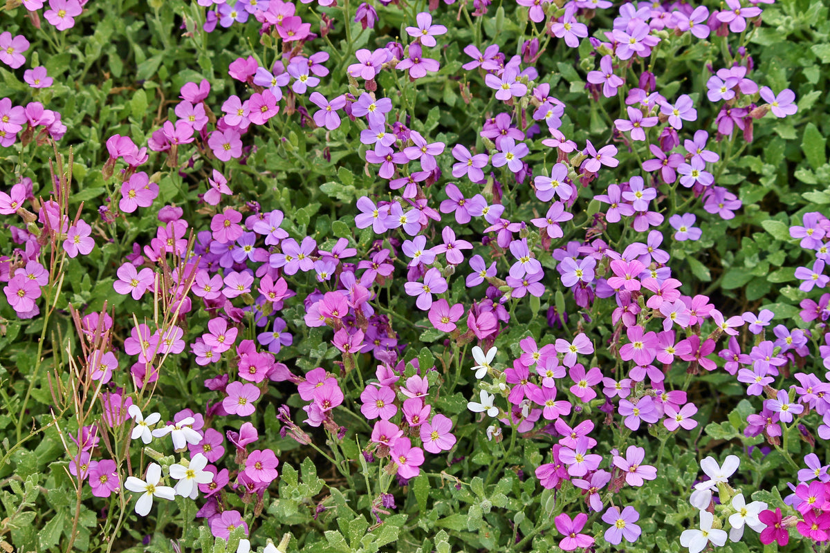 Aubrieta Large Flowered Hybrids (Grandiflora)