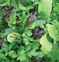picture of Bright & Spicy Mix (Baby Leaf)