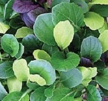 picture of Colour Crunch Blend (Baby Leaf Pak Choi Mix)