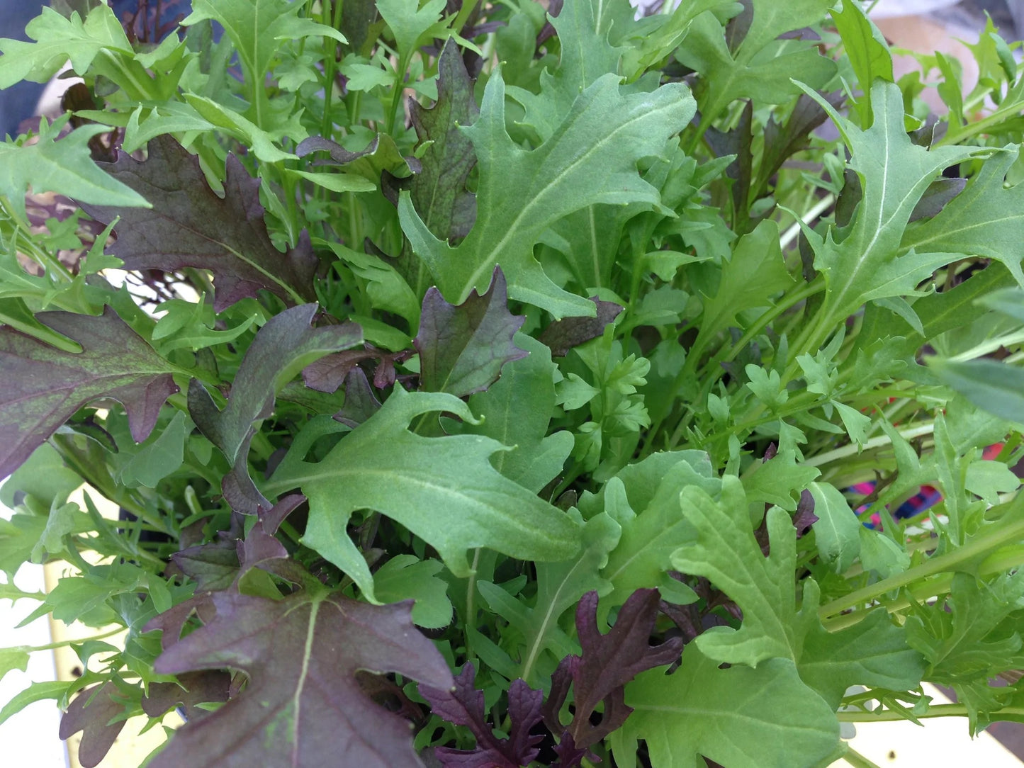 BABY LEAF MIXED TRIPLE MIX 2026