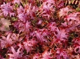 picture of Red Ruble (Baby Leaf Kale)