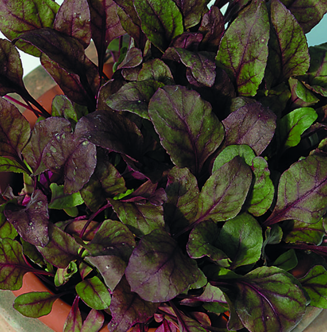 Beetroot Bull's Blood