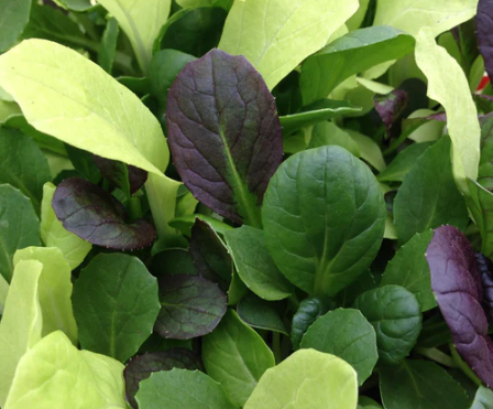 BABY LEAF MIXED TRIPLE MIX 2026