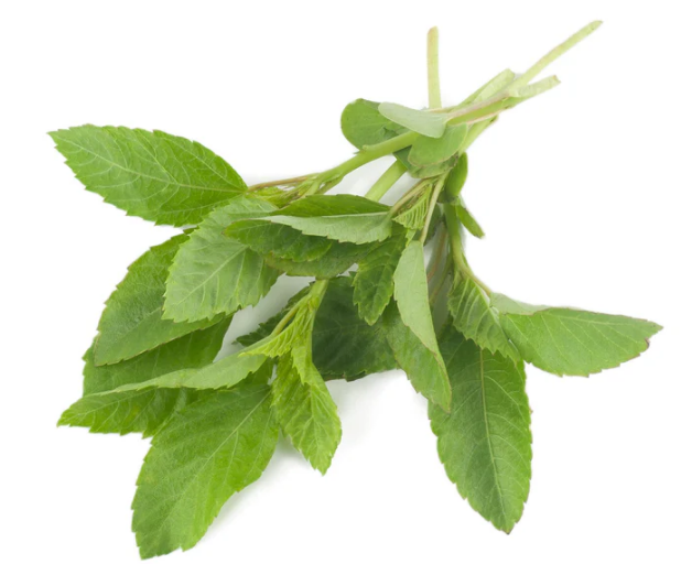 Molokhia