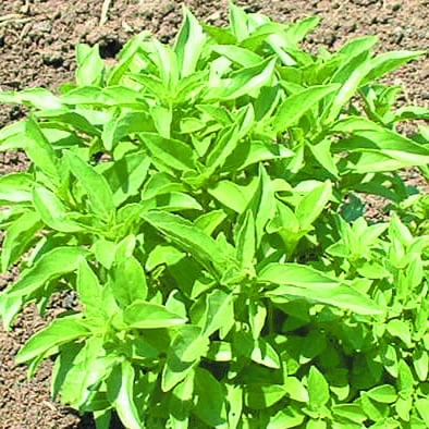 Basil Lime