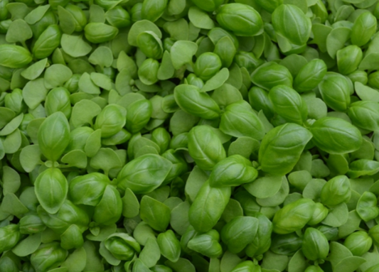 Basil Sweet
