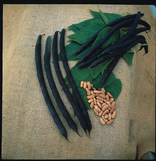 Climbing French Bean Cosse Violette