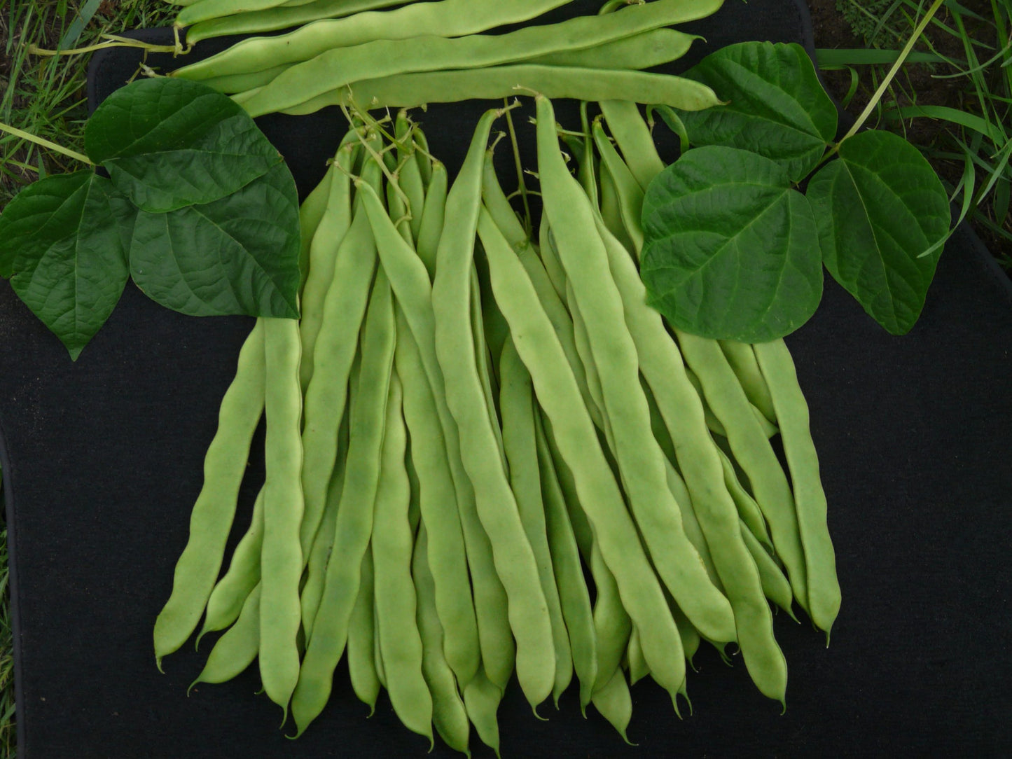 Climbing French Bean Hunter