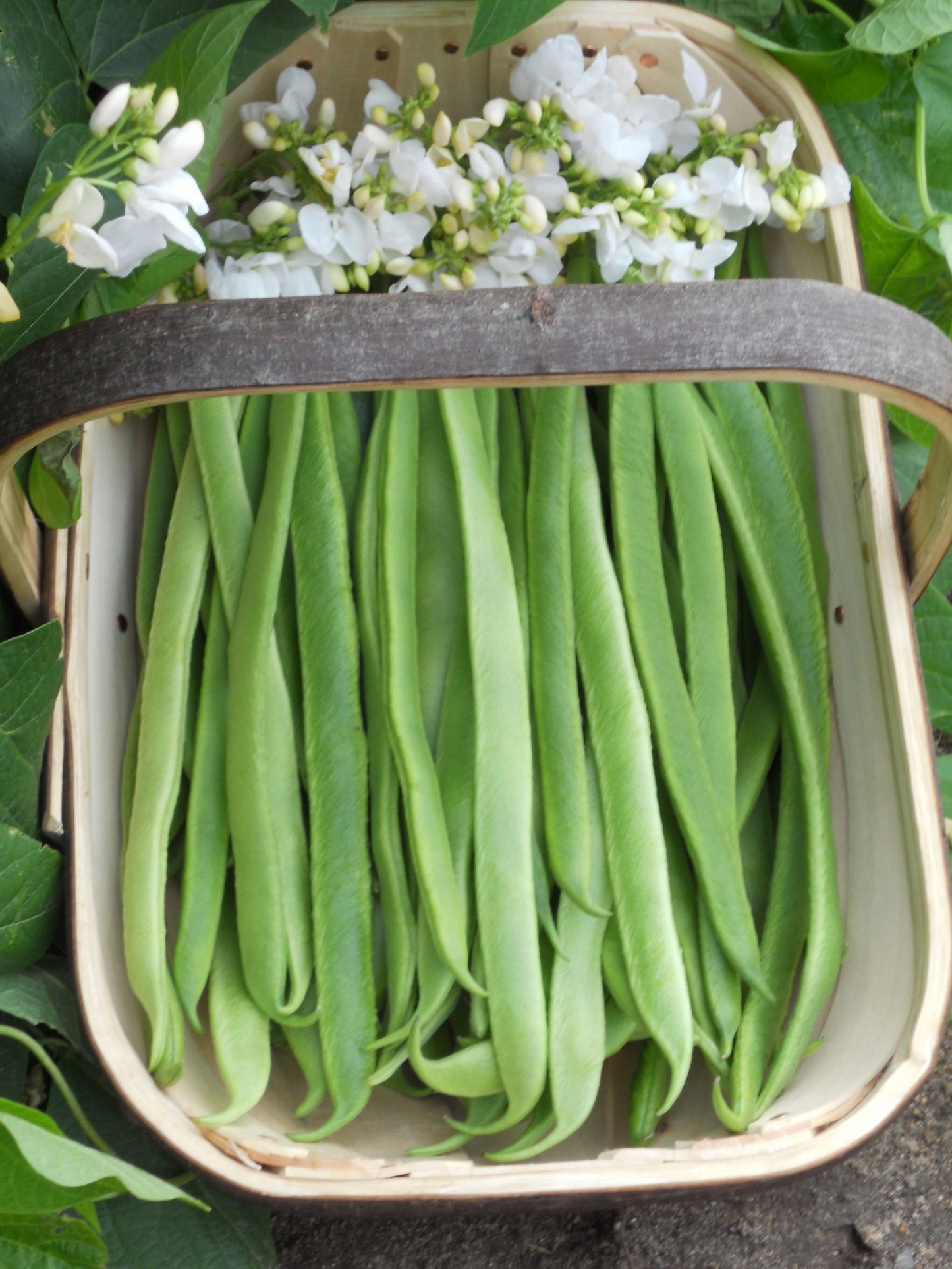 Runner Bean Moonlight