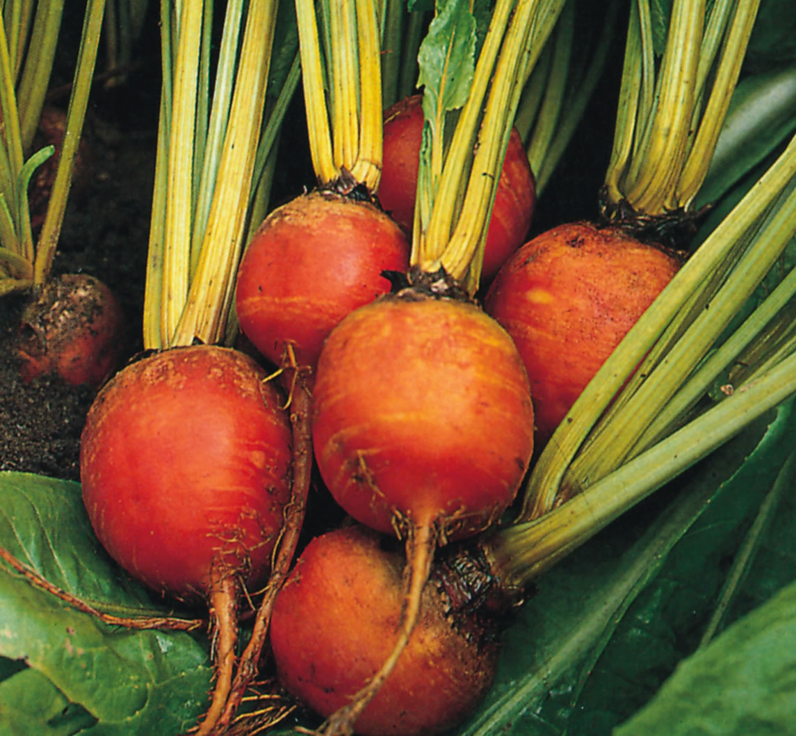 BEAUTIFUL BEETROOT 2026