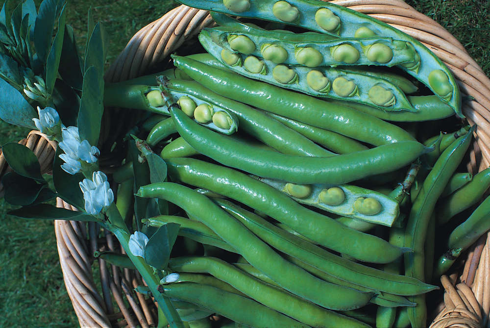 picture of Broad Bean Bunyards Exhibition